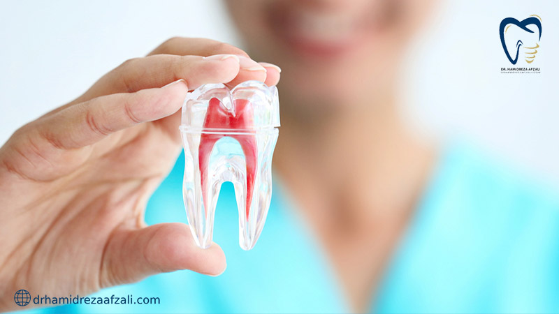 نشان دادن عصب دندان درون دندان شیشه ای شکل در دست 