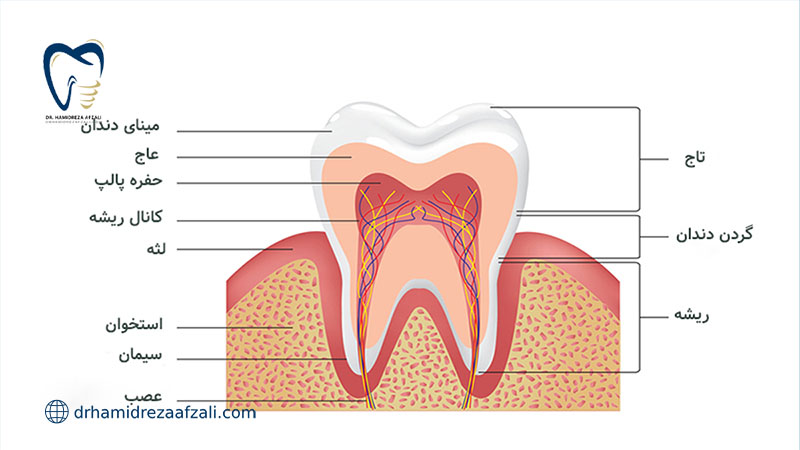 آناتومی دندان