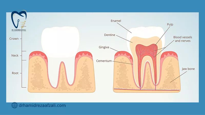  آناتومی دندان