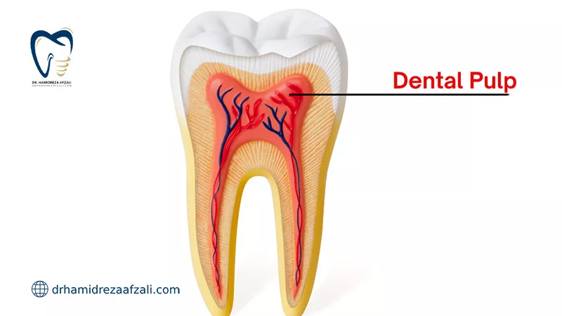 تصویر آناتومیکی دندان و نشان دادن پالپ دندان